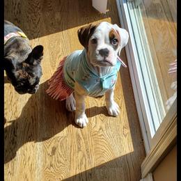 Boxer Puppies from Sand Creek Boxer Kennel