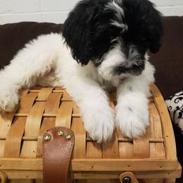 Portuguese Water Dog Puppies from Prized Family Porties