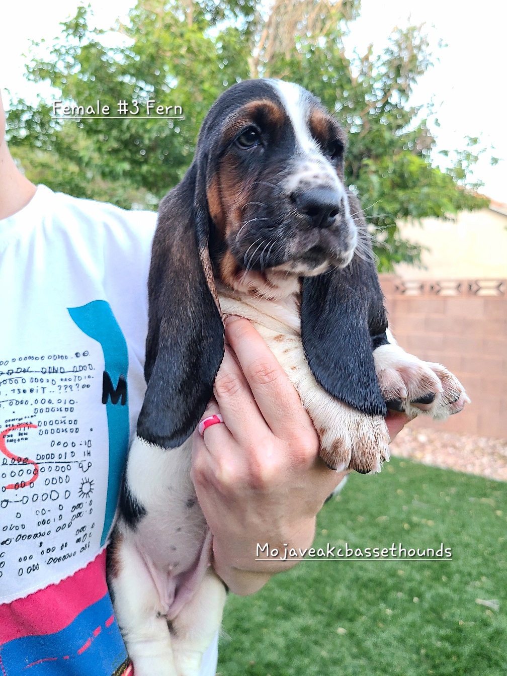 Girl 3 - Basset Hound puppy from Mojave AKC Basset Hounds
