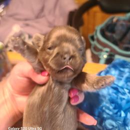 Puppy 1 - Blue and white male Shih Tzu puppy in Belleville, Michigan from Patricia's Heavenly Earth Angels