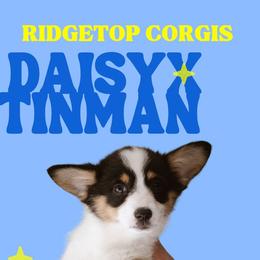 Mary - Black and tan female Pembroke Welsh Corgi puppy in South Otselic, New York from Ridge Top Corgis