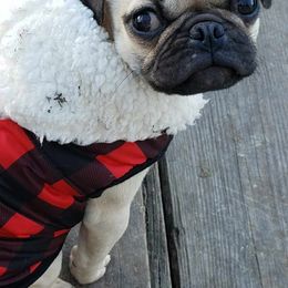 Pugs from Kex Pug Haus