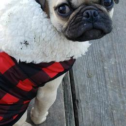 Pugs from Kex Pug Haus