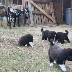 Colorado Mountain Dog Puppies from Victory Family Farm