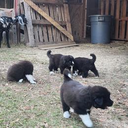 Colorado Mountain Dog Puppies from Victory Family Farm