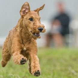 Irish Terriers from Morrigan Irish Terriers