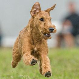 Irish Terriers from Morrigan Irish Terriers