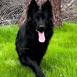 Tansy - German Shepherd