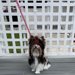 Whiskey - Yorkshire Terrier