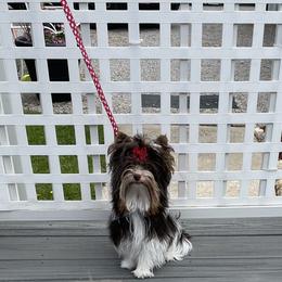 Whiskey - Yorkshire Terrier