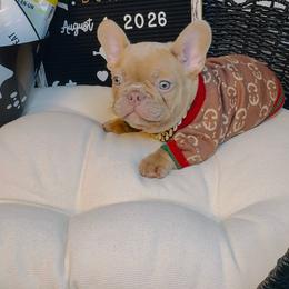 Prince - Fawn male French Bulldog puppy in Athens, Georgia from Imperial Frenchies