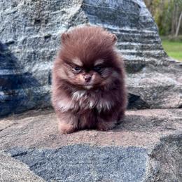 Maple - Chocolate and tan male Pomeranian puppy in Canandaigua, New York from Fingerlakes Pomeranians