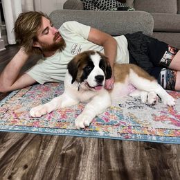 Saint Bernard Puppies from Magnolia Saint Bernards