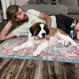 Saint Bernard Puppies from Magnolia Saint Bernards