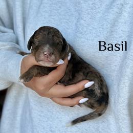 Basil - Merle male Bernedoodle puppy in Pennsylvania from Bells Bernedoodles