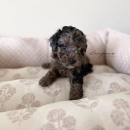 Plot twist - Black female Goldendoodle puppy in Ivins Utah, Utah from Luxi Paws Doodles