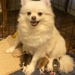 Tuna - Pomeranian