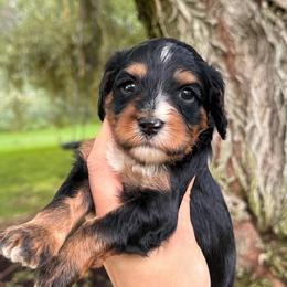 Smoky - Black and tan female Cavapoo puppy in Idaho Falls, Idaho from Freckle Paw Family