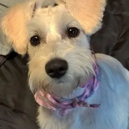 Miniature Schnauzers from Toni's Miniature Schnauzers