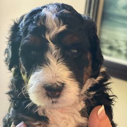 Bernedoodles from Jingo Doodles