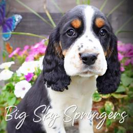 Boy 4 - Black white and tan male English Springer Spaniel puppy in Great Falls, Montana from Big Sky Springers