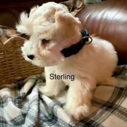 Sterling - Wheaten male Miniature Schnauzer puppy in Byron, Georgia from Smilee Schnauzers