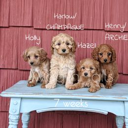 Bernedoodle and Cavapoo Puppies from Wag'in Tails