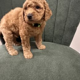 Goldendoodle Puppies from Southern Grace Acres