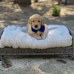 Blue - Golden male Golden Retriever puppy in Shingle Springs, California from California Spaniels