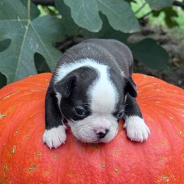 Norman - Seal and white male Boston Terrier puppy in Lexington, South Carolina from Velveteen Bostons