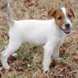 Mater - Tri-color male Jack Russell Terrier puppy in Parks, Arkansas from Ethical Jacks