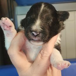 Danny - Black and white male Shetland Sheepdog puppy in Weedsport, New York from M&M Shelties and Smooch-A-Bulls English Bulldogs