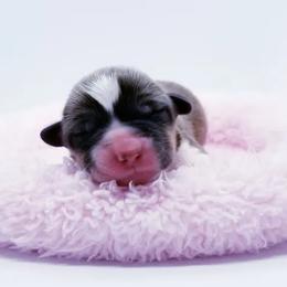 American Corgi and Pembroke Welsh Corgi Puppies from Whimsical Treasure Corgis