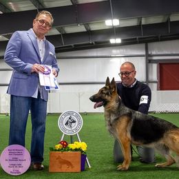 Harlow - German Shepherd