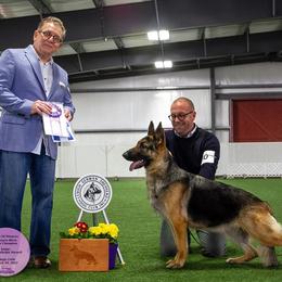 Harlow - German Shepherd