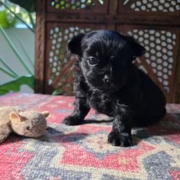 Bear - Black male Mi-Ki puppy in San Francisco, California from Moonstone miki's