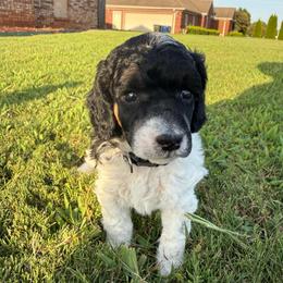 Black collar - Black male Poodle puppy in Huntsville, Alabama from Flint River Poodles