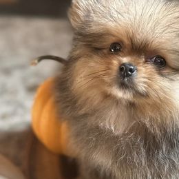 Pomeranians from Baby Bear Poms