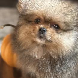 Pomeranians from Baby Bear Poms