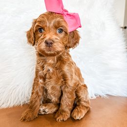 Rosie (Rose) - Red Cavapoo puppy in Pleasant Grove, Utah from Destination Doodles