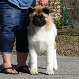  Puppies from Quantum Akitas