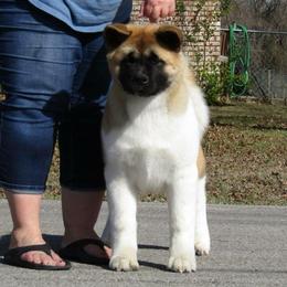  Puppies from Quantum Akitas