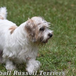 Holly - Russell Terrier