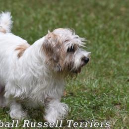 Holly - Russell Terrier