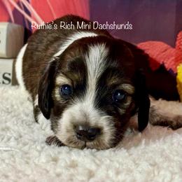Bramble - Cream male Dachshund puppy in Lakeland, Florida from Ruthie’s Rich Mini Dachshunds