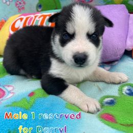 Siberian Husky Puppies from Siberian Huskies-Beckham the Great