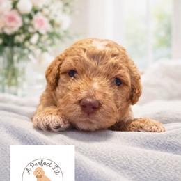 Dax - Apricot male Goldendoodle puppy in Lake Charles, Louisiana from Perfect Fit Poodles & Doodles
