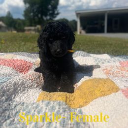 Sparkle (Yellow) - Black female Poodle puppy in West Monroe, Louisiana from Diamond M Poodles and Doodles