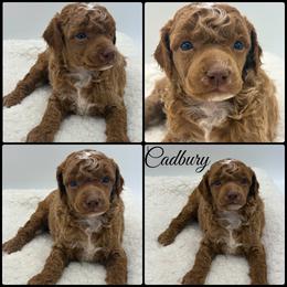 Cadbury - Red  male Poodle puppy in Wheatland, California from Sapphire Ridge Poodles