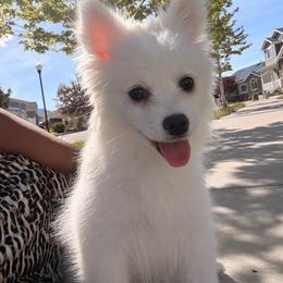 Rosalina - White female American Eskimo Dog puppy in West Jordan, Utah from Ketura’s Angels Kennels